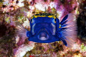 Blue box fish by Stuart Ganz 